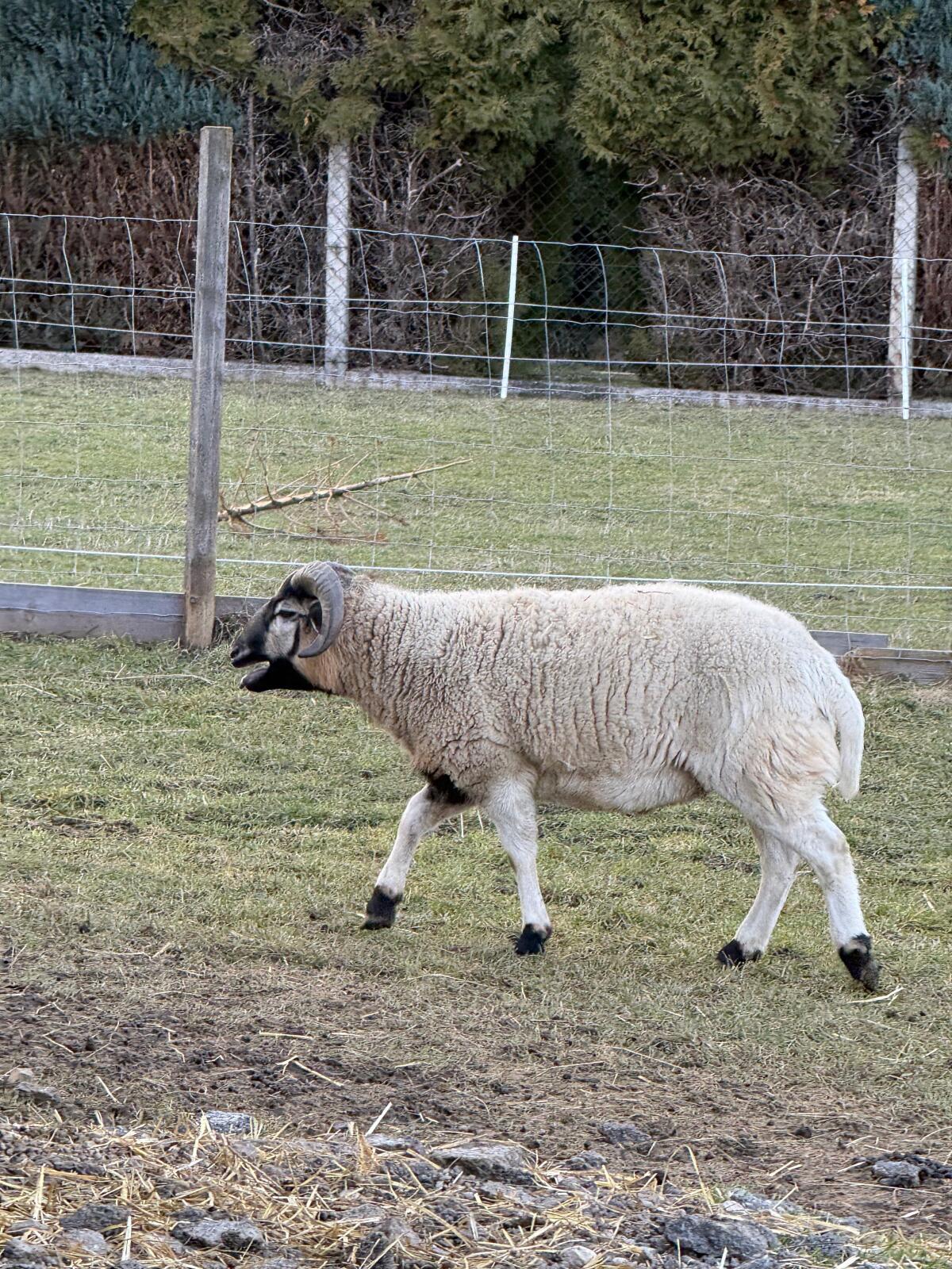 Kamerunwidder abzugeben 2