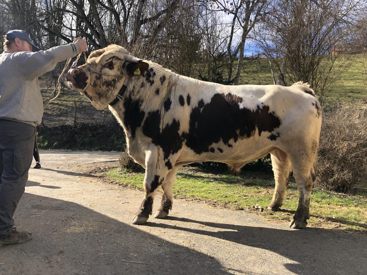 Sprungstier 2