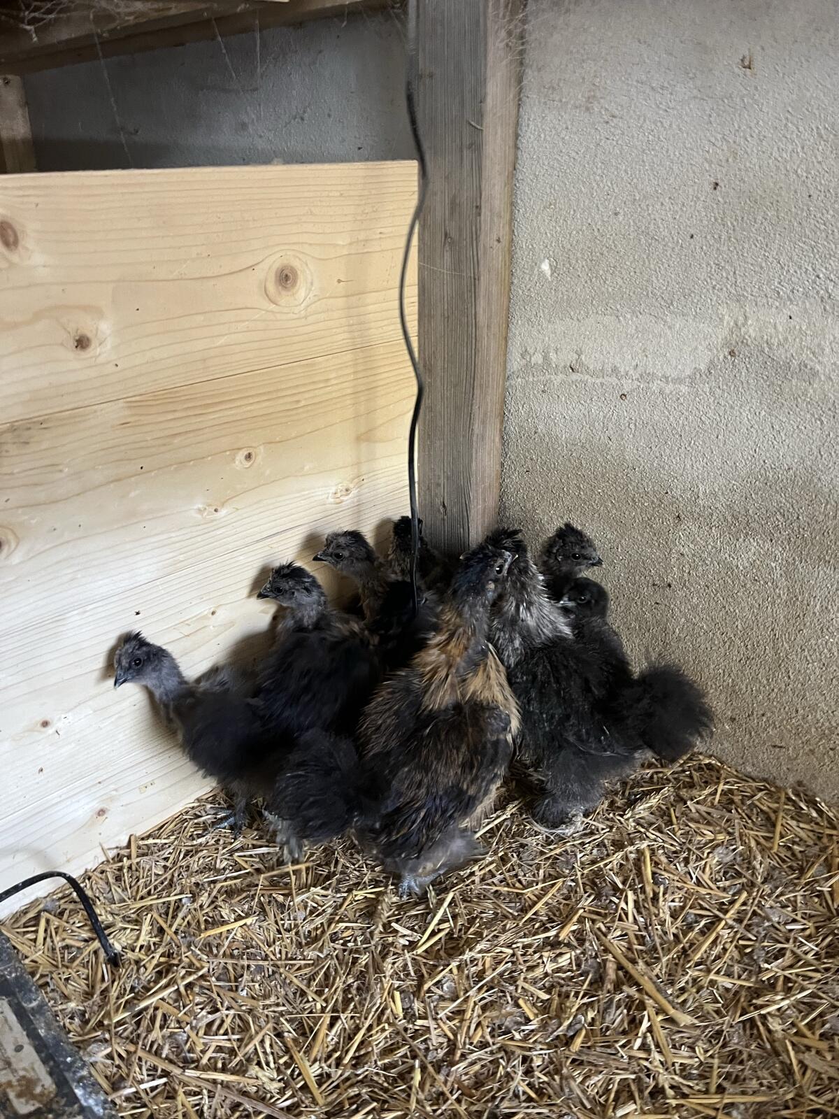 Seidenhühnerküken 2