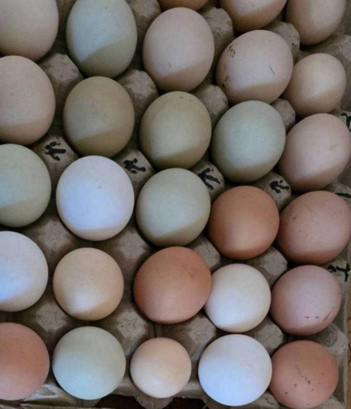 Bruteier oder Küken 2