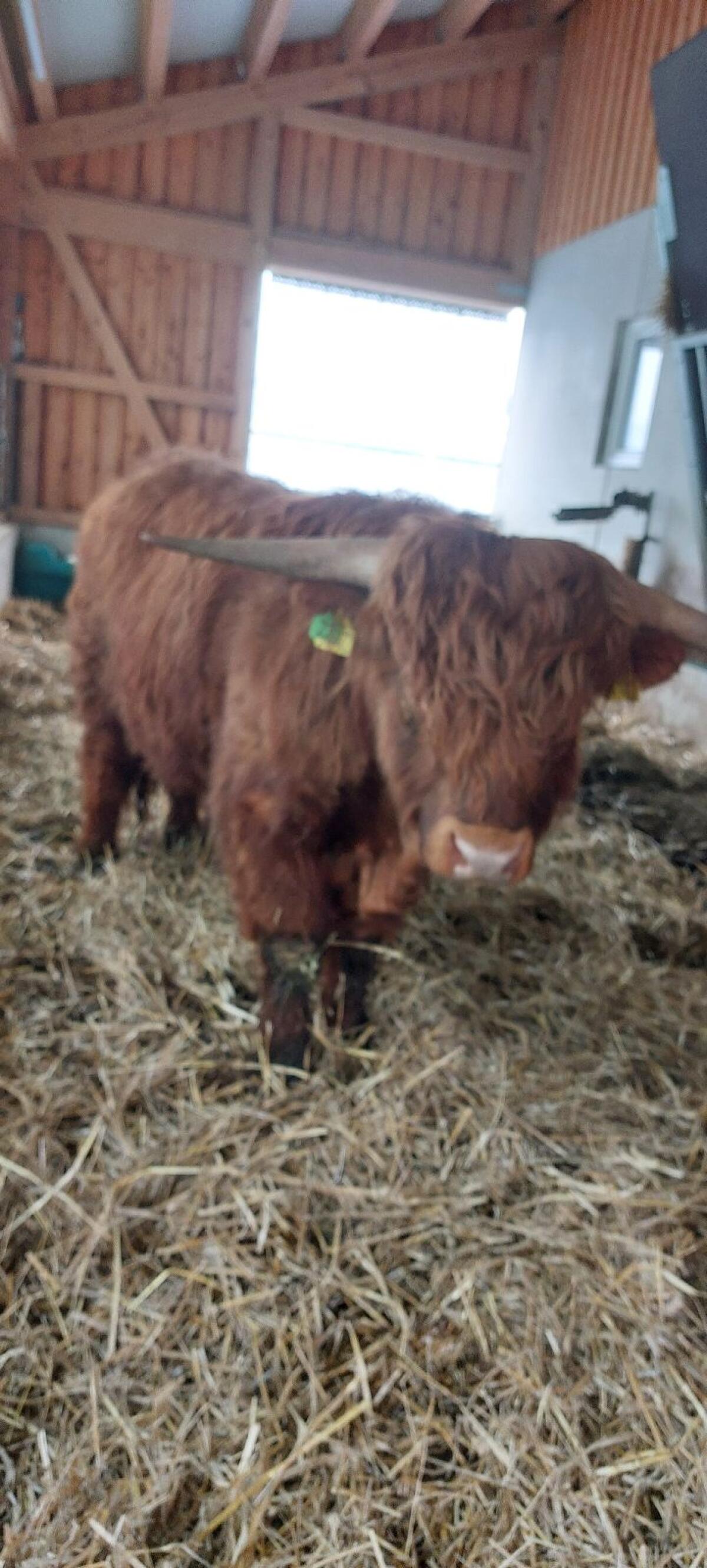 Hochlandrind Stier (Zuchtstier) BIO 2