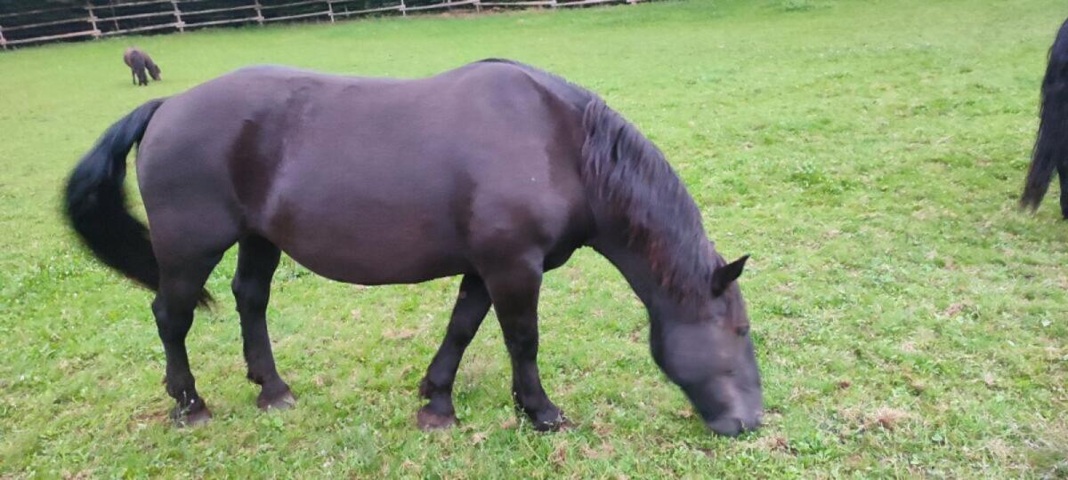 Gisella-Gisa Norika Stute 3