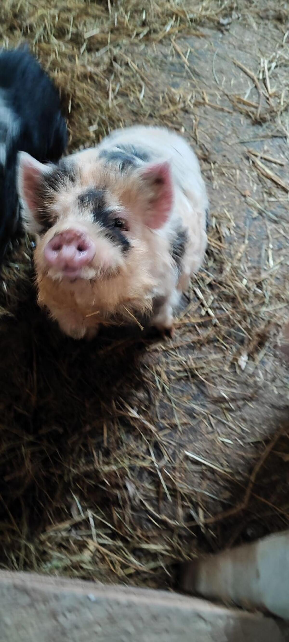 Kune Kune 2