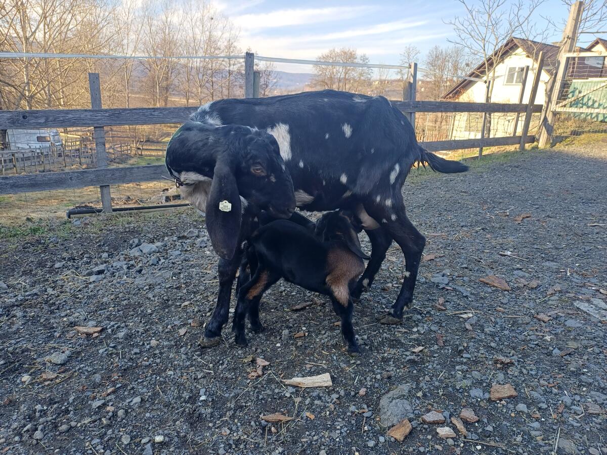 Herdbuch Anglo Nubier Mondschecke mit Nachwuchs 2