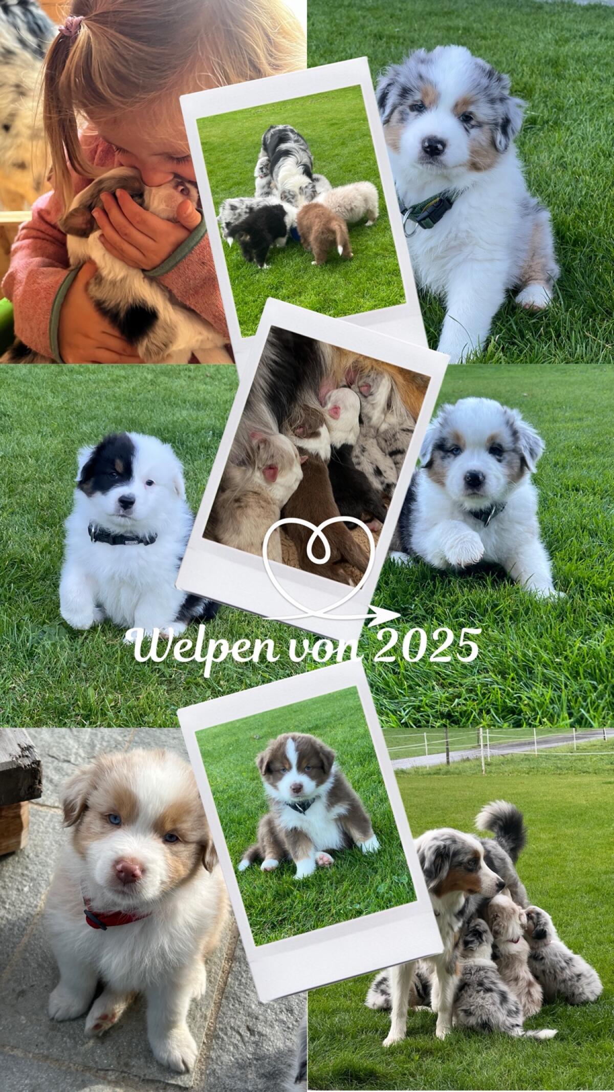 Wurfankündigung Australian Shepherd 2026 2