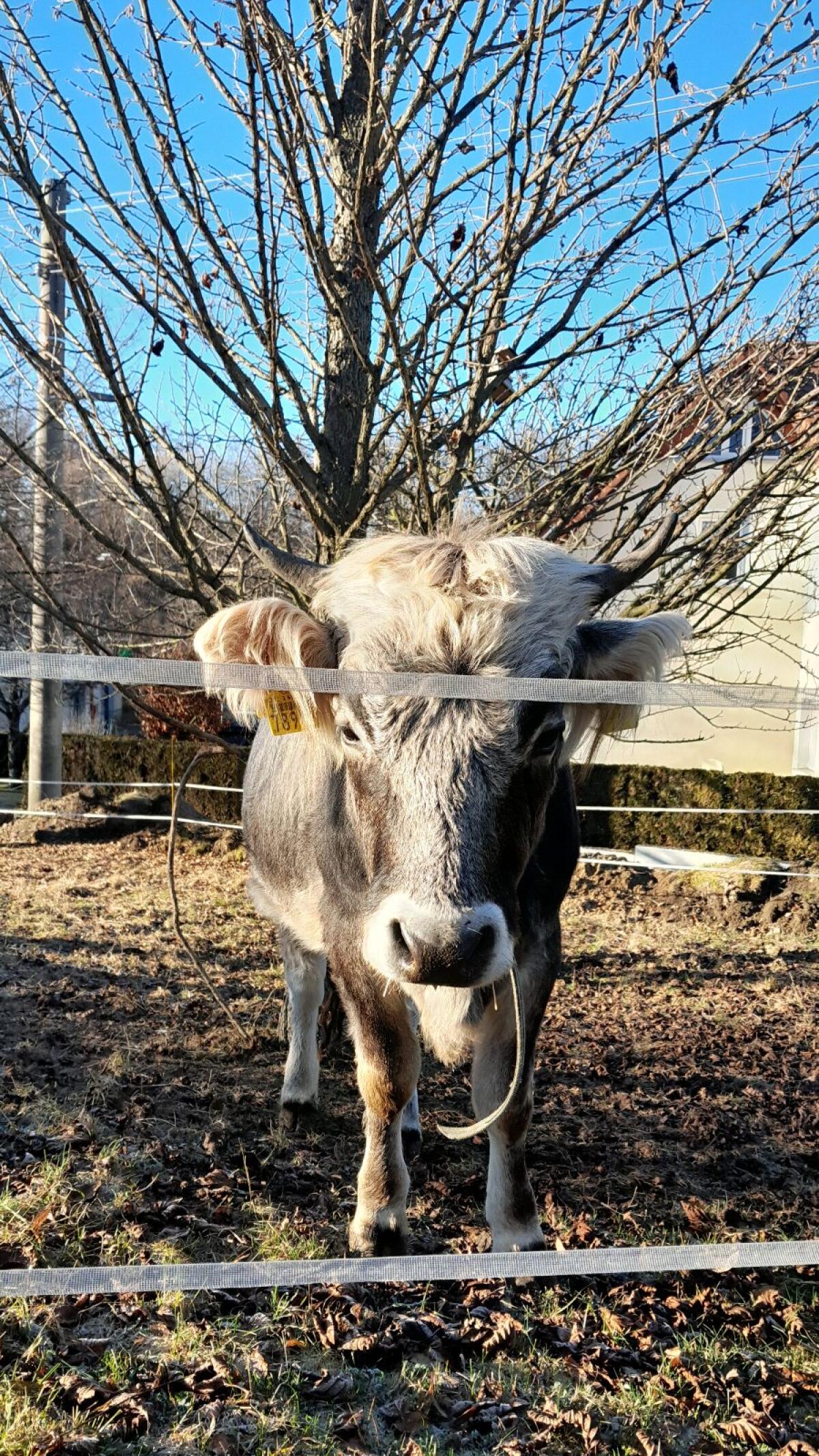 Tiroler Grauvieh-Färse 3