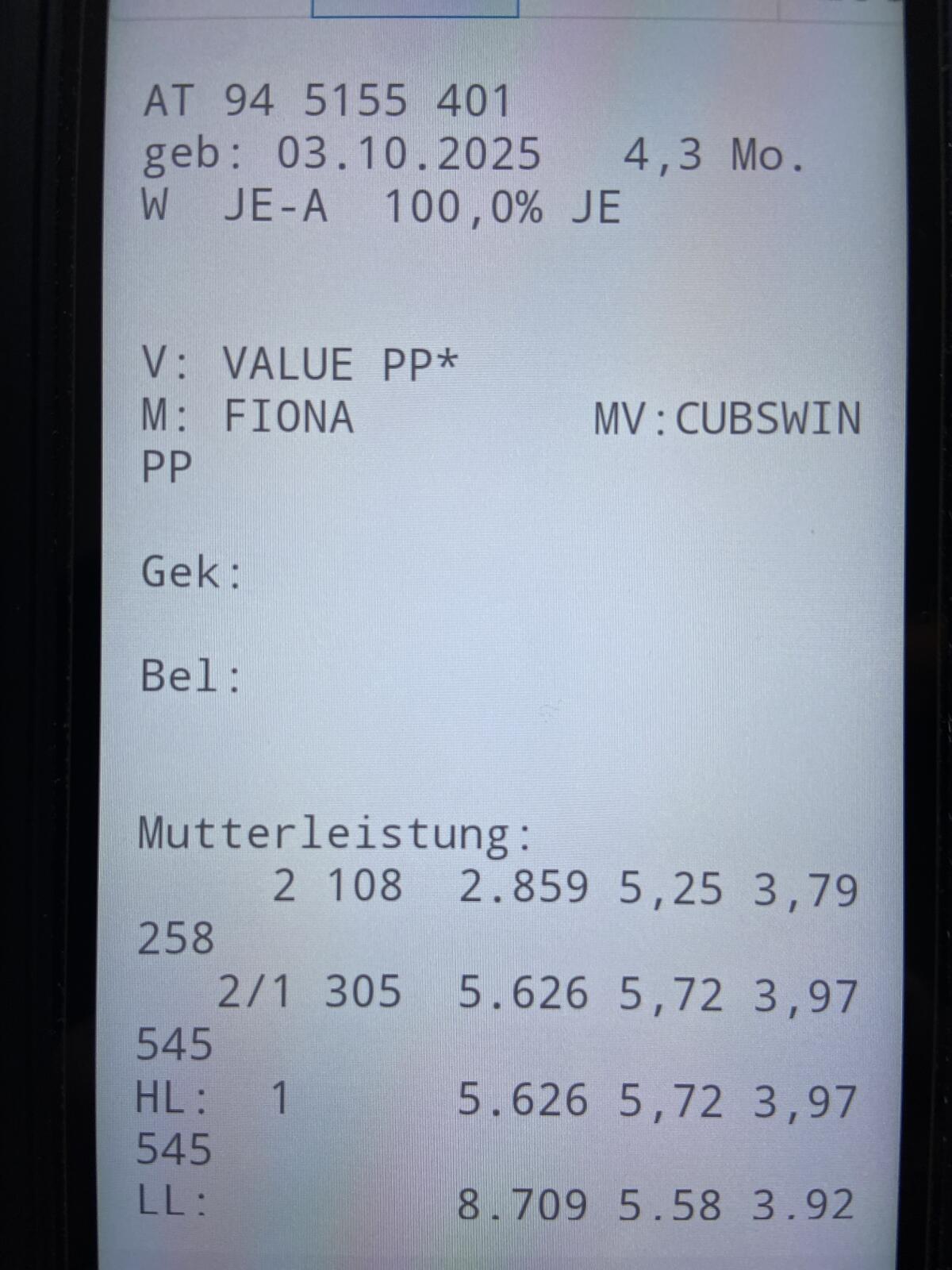 Jerseykälber 2