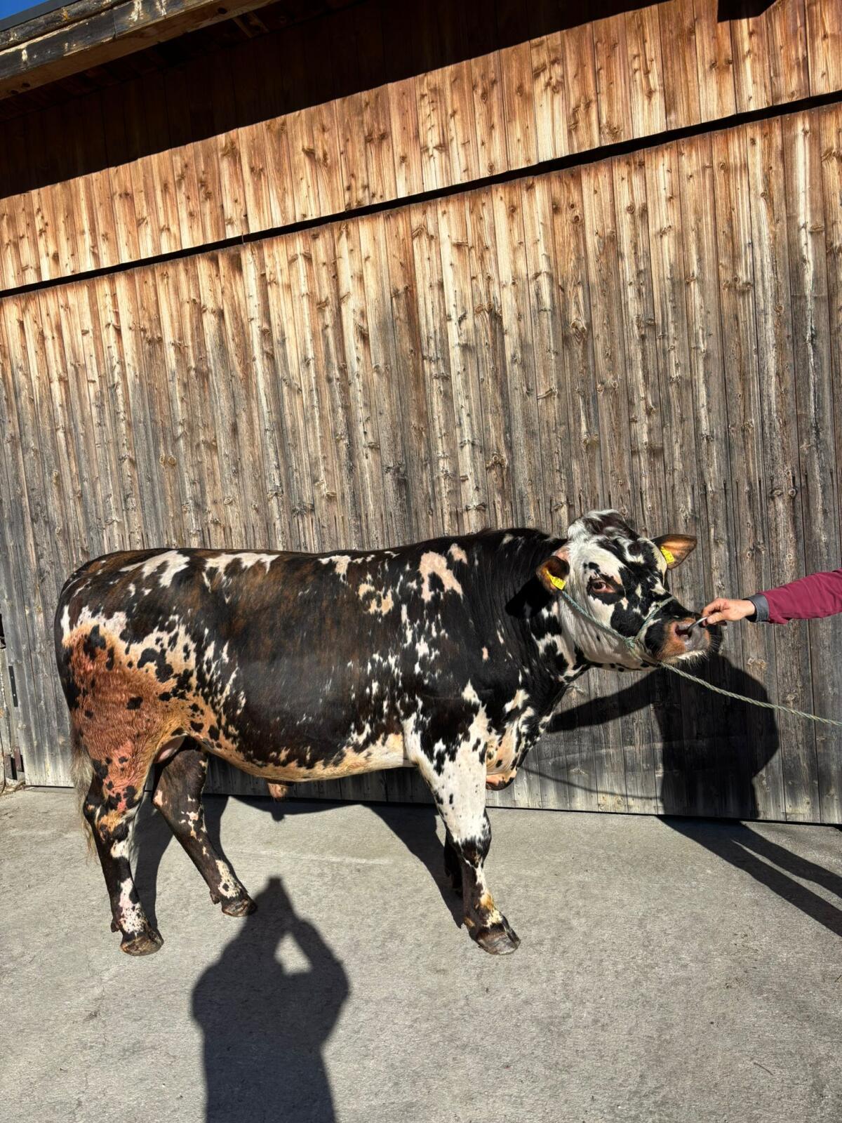 Normande Stier gekört 2