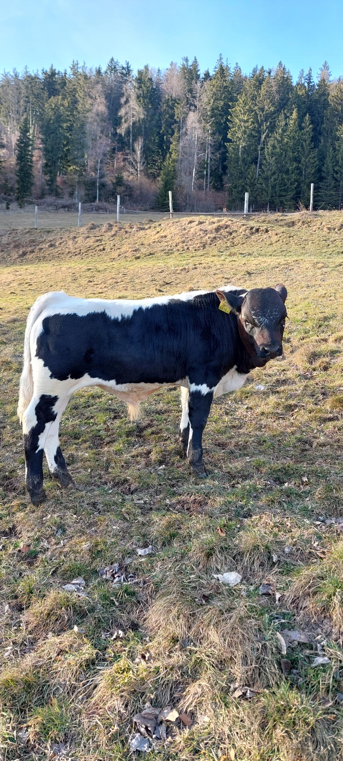 BIO Pustertaler Sprinzen Stier 3
