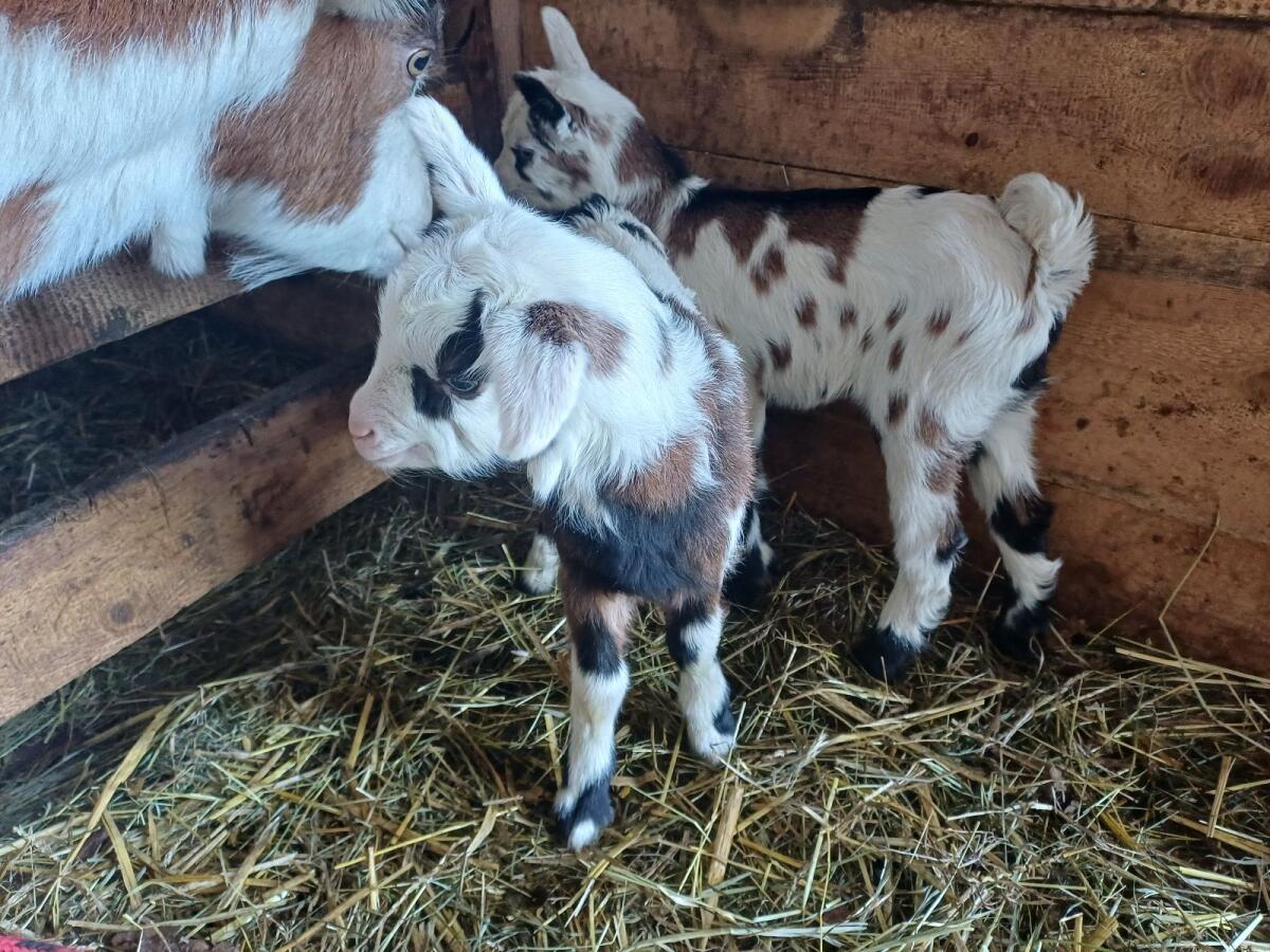 Ziege mit Kitzen 3