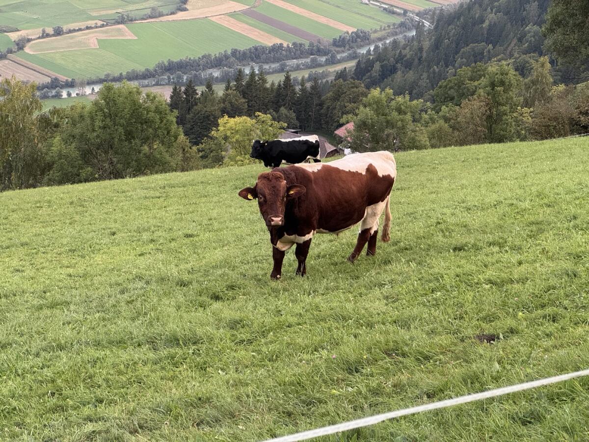 Pinzgauer Stier 2