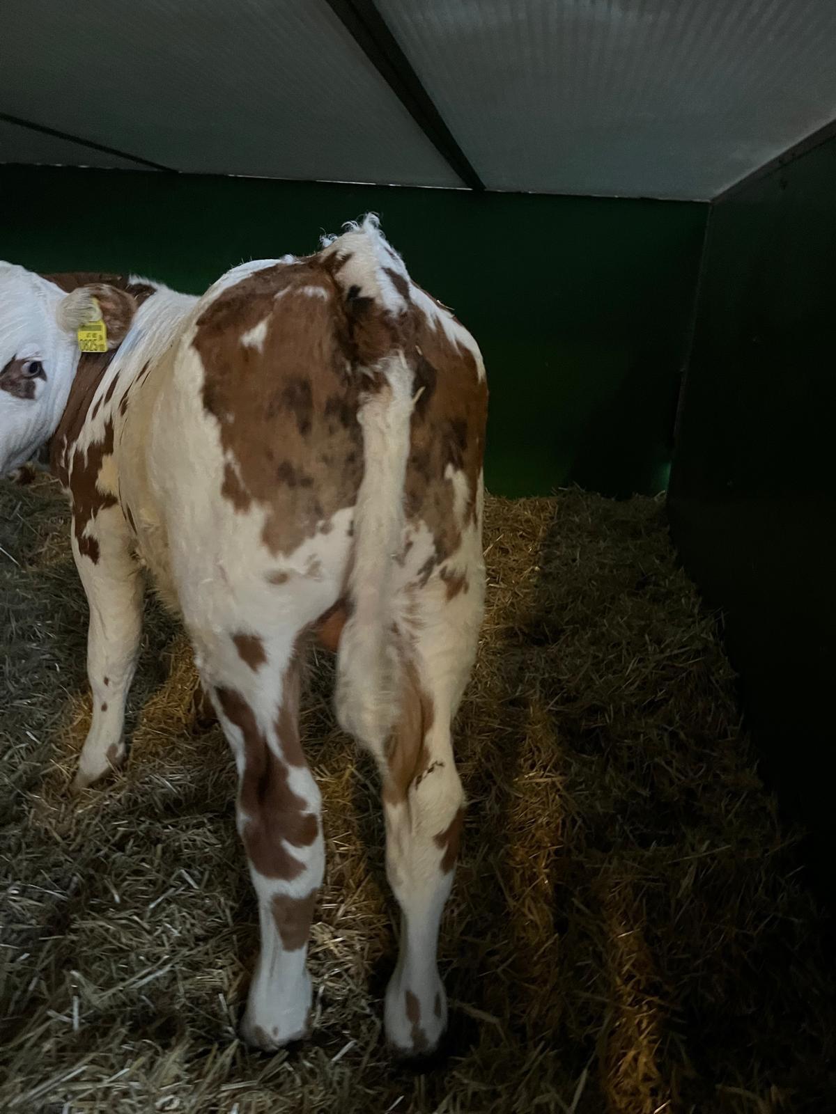 Stierkalb Normande 3