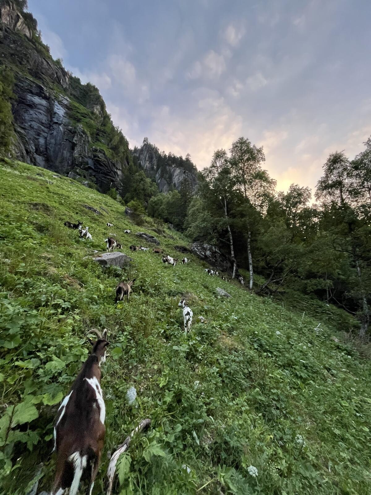 Ziegen, Böcke, Kitz gesucht 2