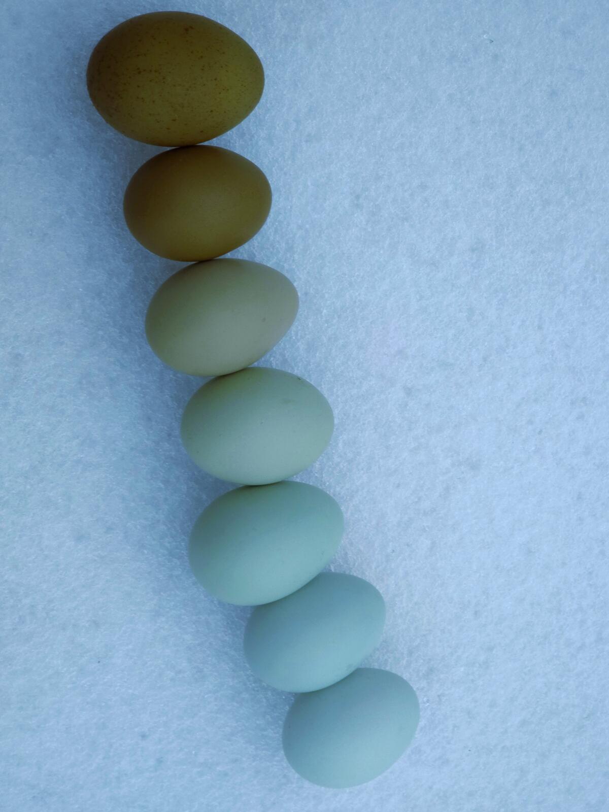 Küken zu vergeben 3