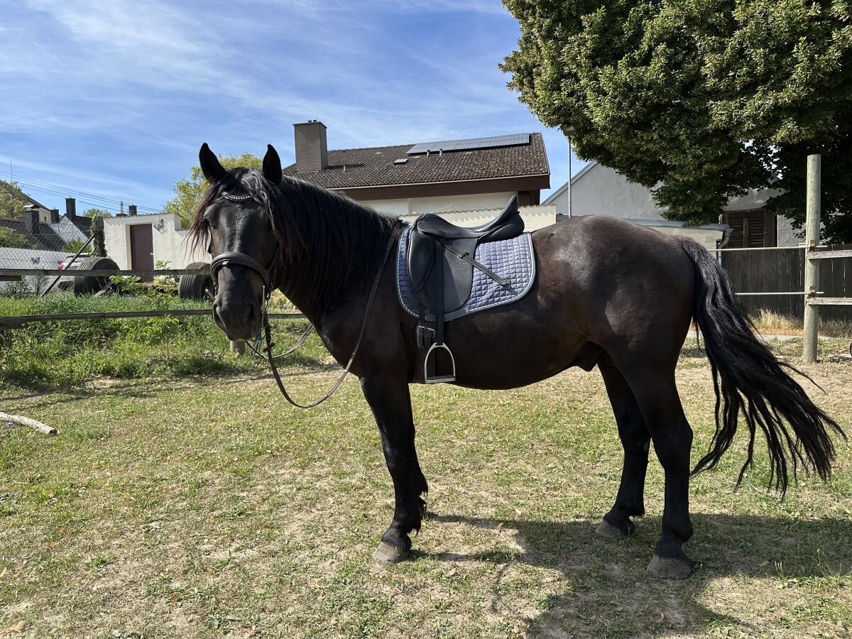 Norikerwallach geritten 3