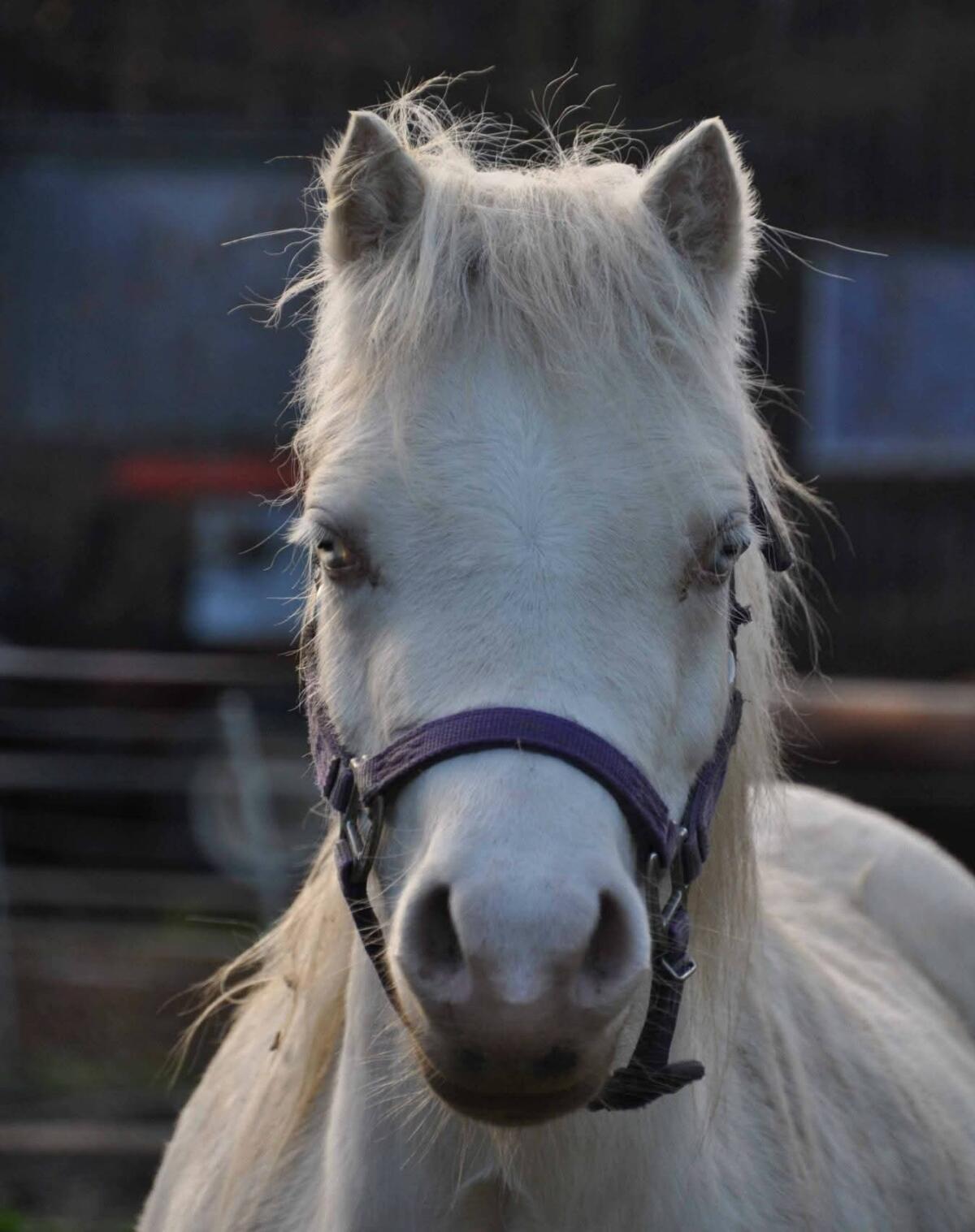 Welsh Zucht- und Beistellpony 2