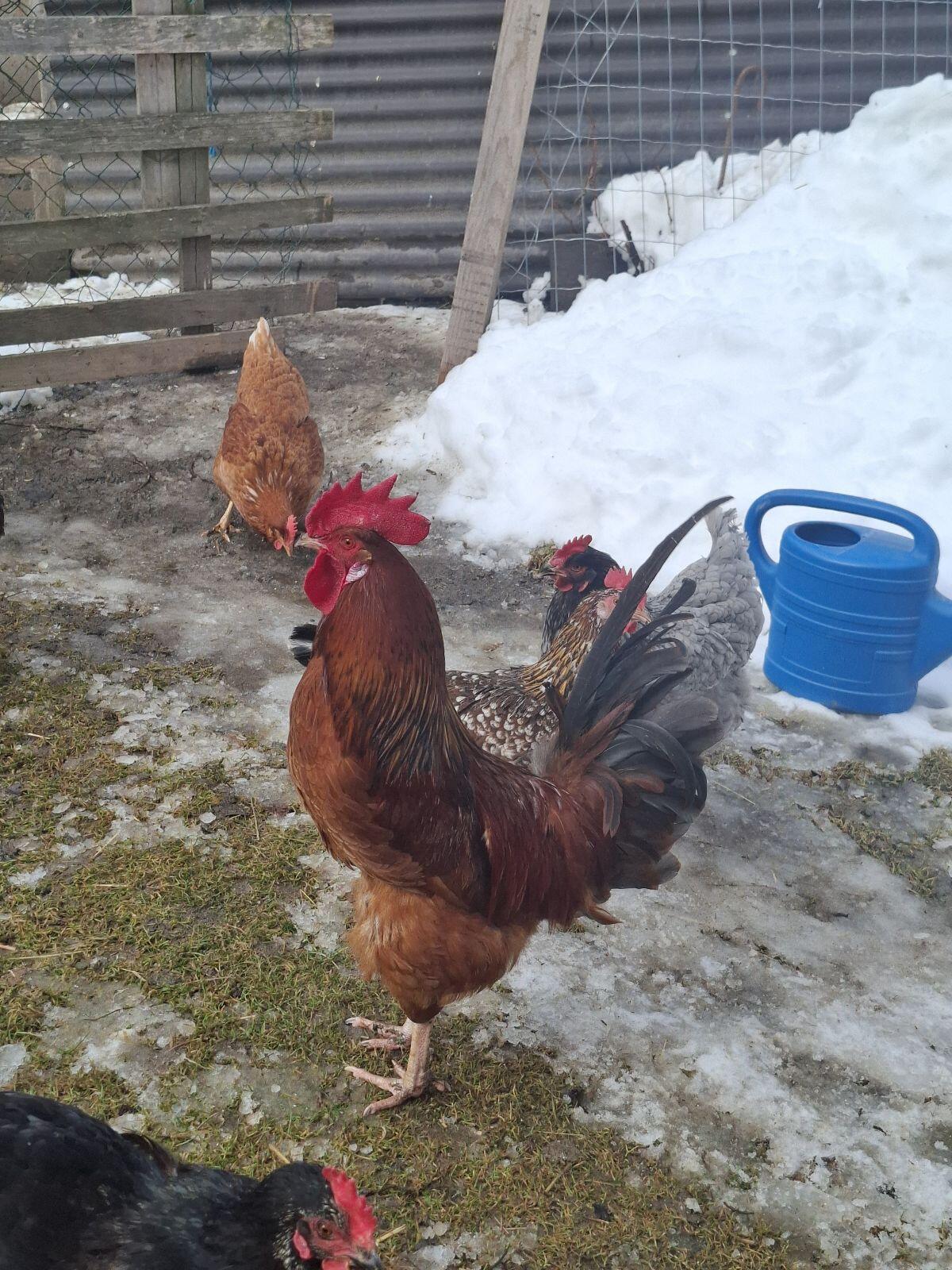 Hähne zu Verschenken 3