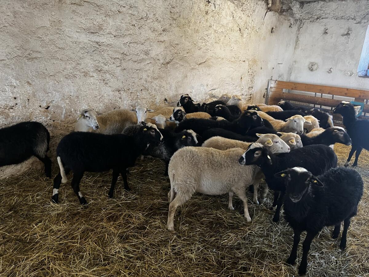 Krainer Steinschaf Jungschafe 3