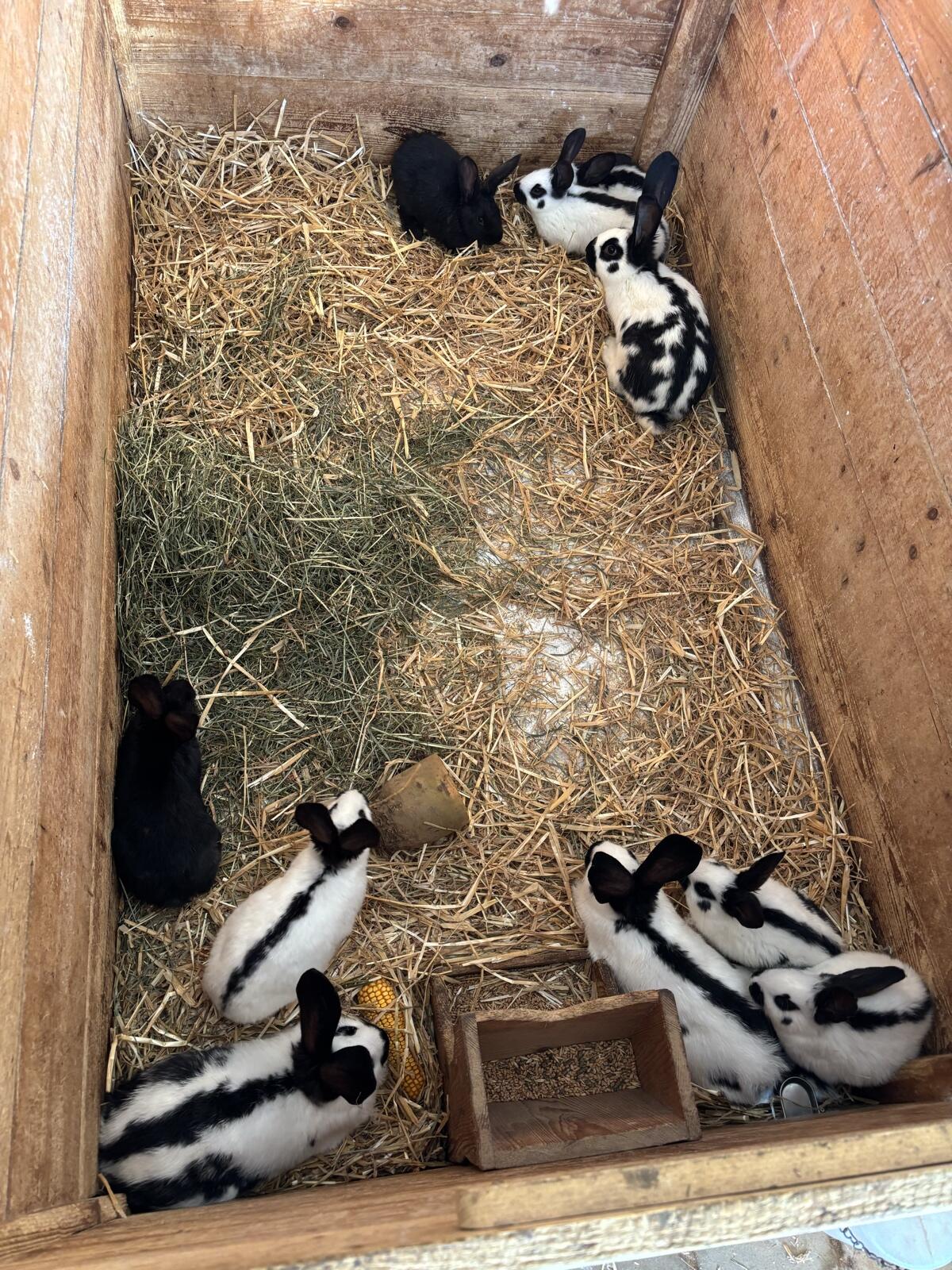 Reinrassige Riesenschecken, Zwerglöwenkopf, Hasen, 2