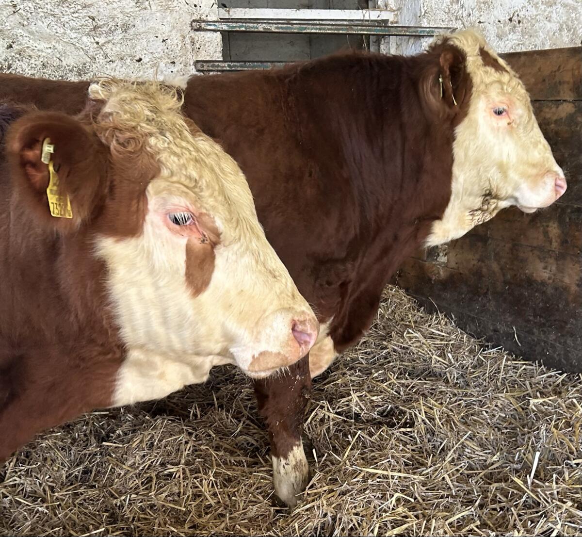 Zuchtstier Fleckvieh-Fleisch genetisch hornlos 2