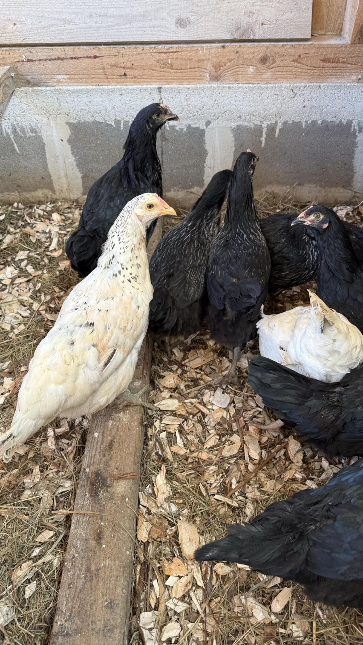 Rasse-Mix Junghennen 3