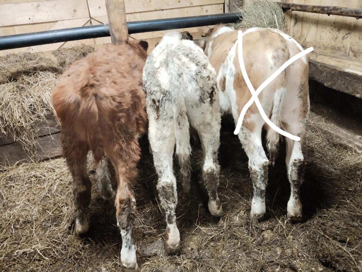 3 Freser mit ca. 4 Monaten (Stier) und ein Ochse (ps) 6 Monate 2