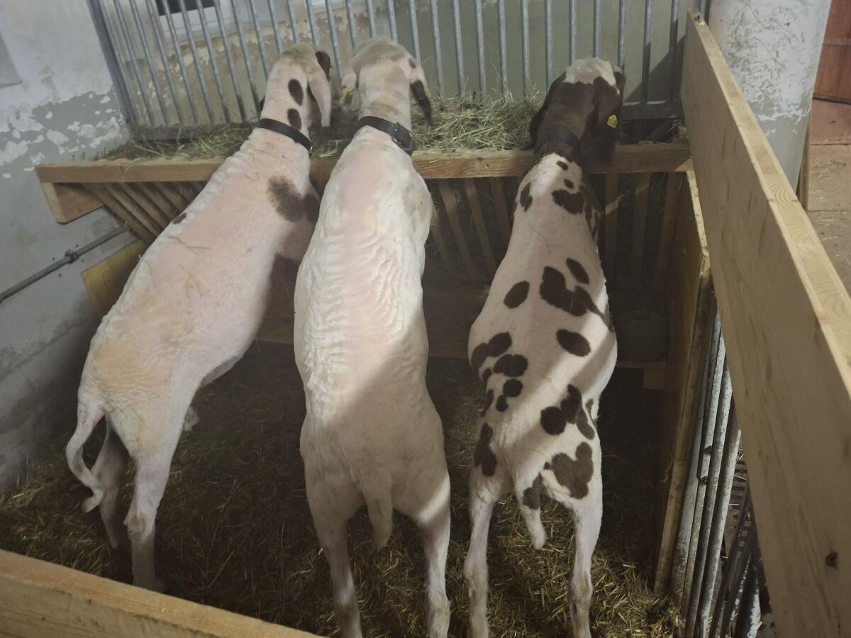 3 gescheckte Bergschafwidder 2