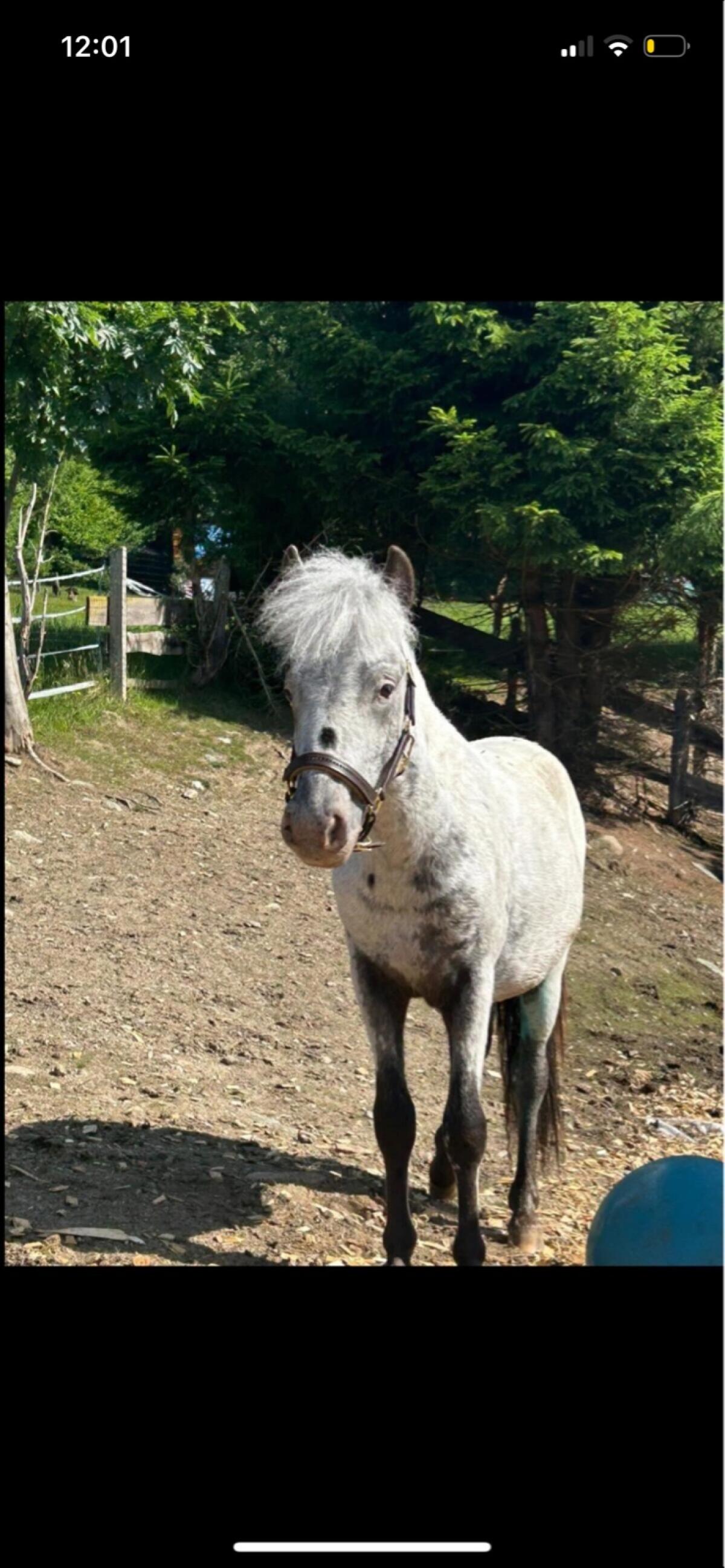 Pony-Wallach, geb. 4.3.2024, Stkm. 125 cm, Preis VHB 3