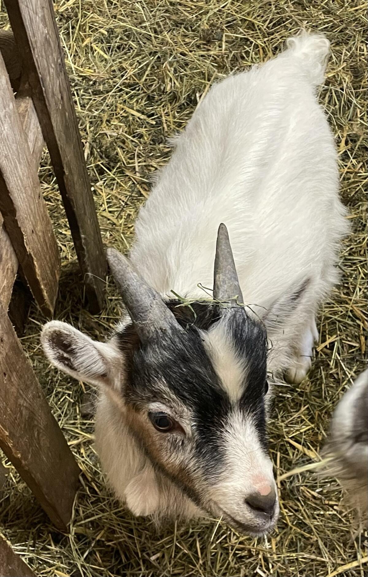 Ziege Zwergziege Mischling Bockerl 3