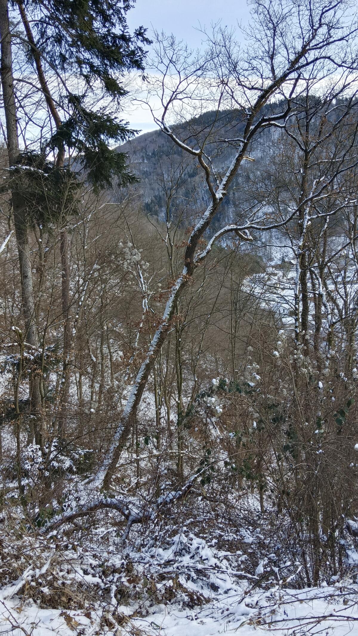 Hackgut-Brennholz ca. 100 RM zu verschenken 3