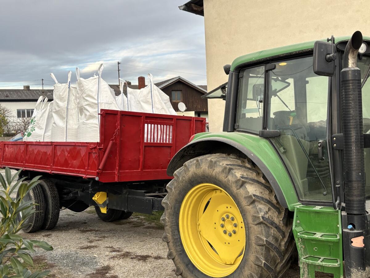 Buchweizen Sorte Billy 2