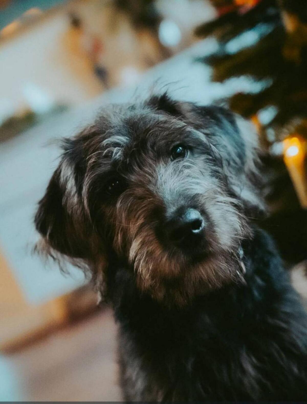 Labradoodle F1 vom Biobauernhof Wurfankündigung! 3