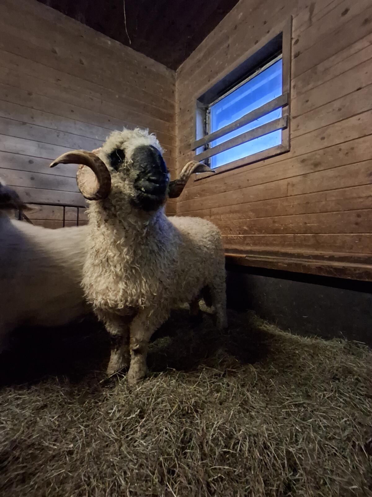 Walliser Schwarznasenwidder 3