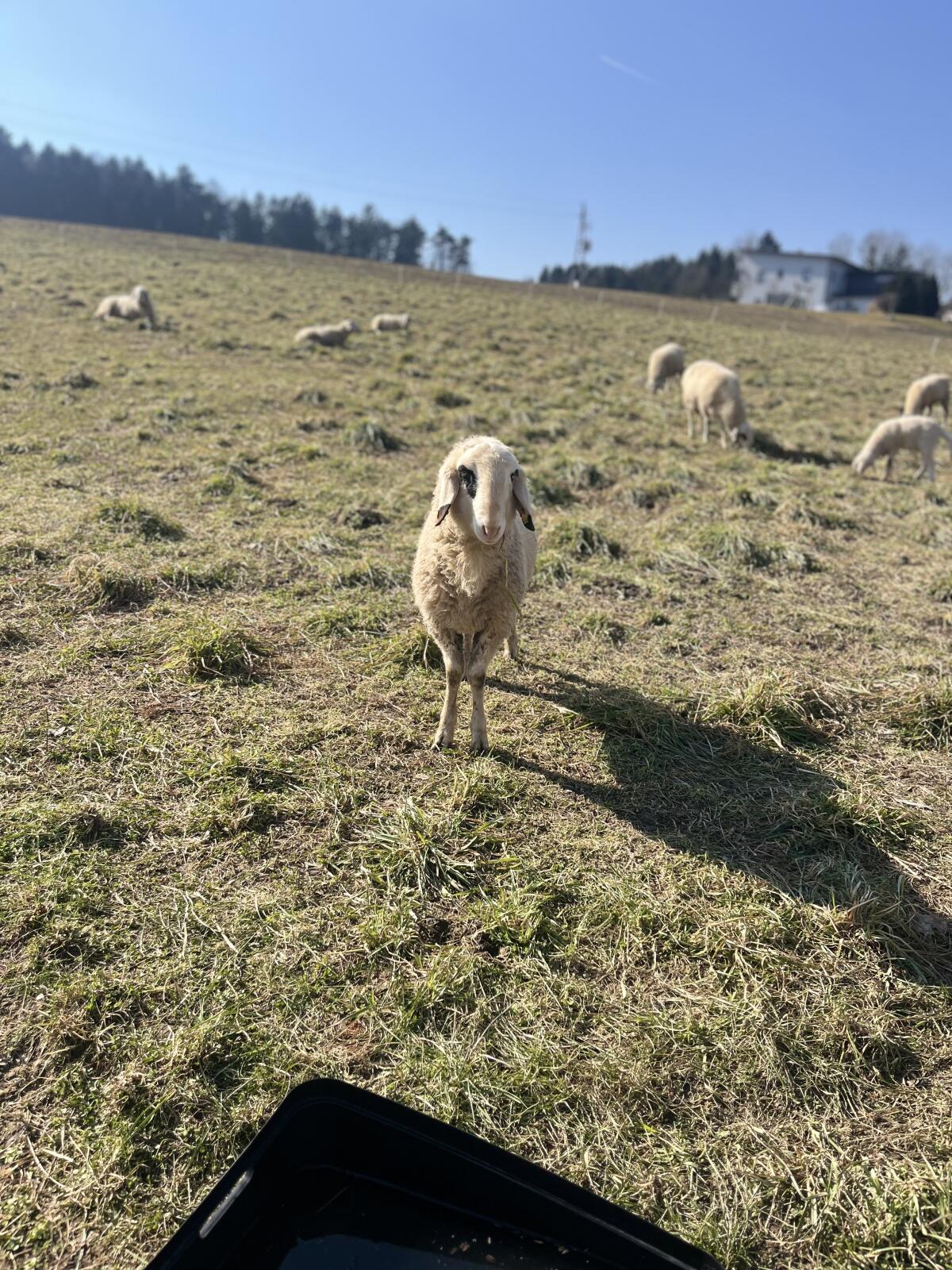 Kärtner Brillenschaf Bock 2