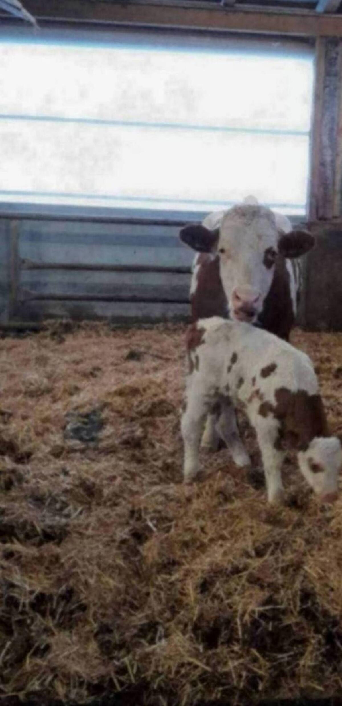 Fleckviehstierkälber zu verkaufen! 2
