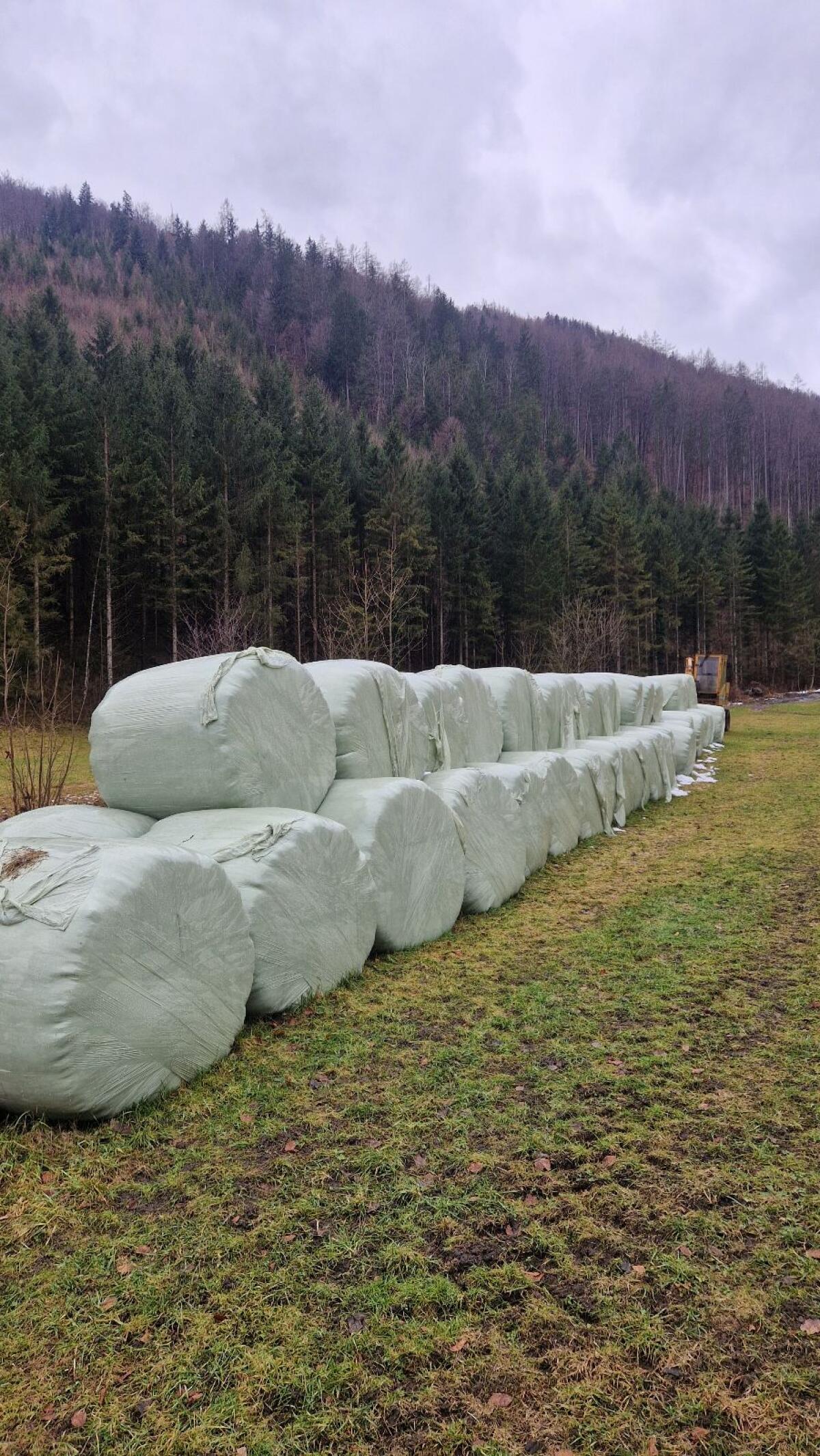 Bio Grassilage Ballen 2