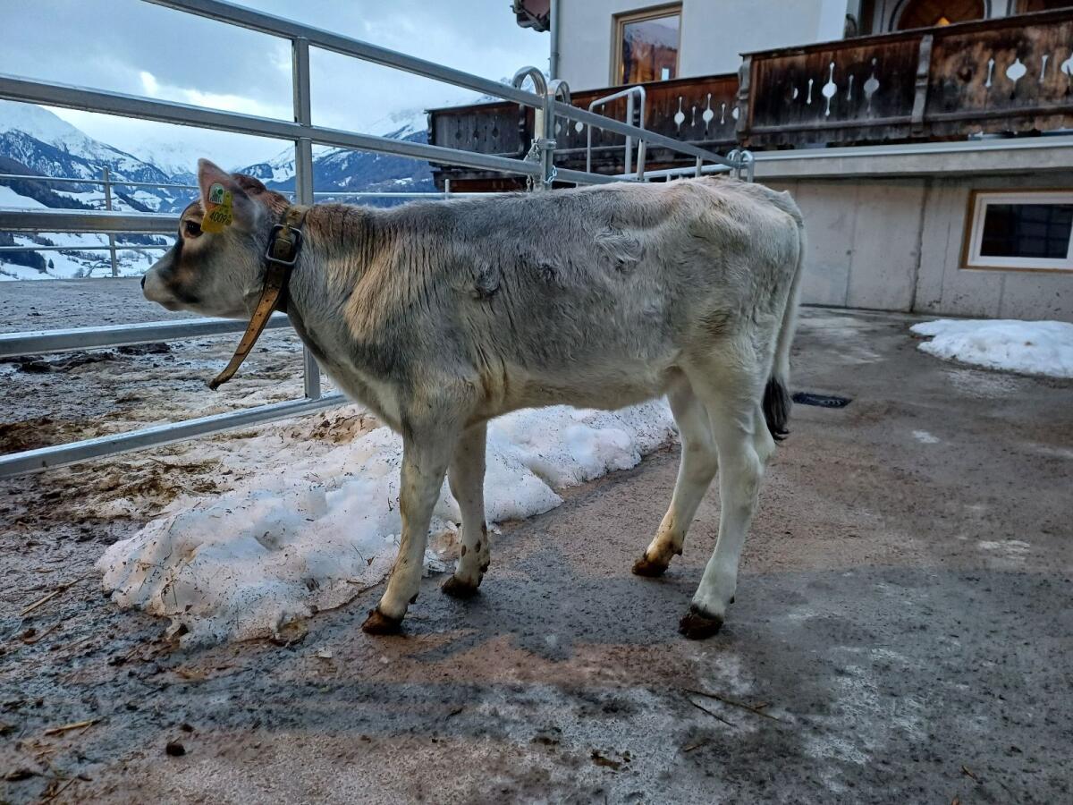 Tiroler Grauvieh Kalb 2