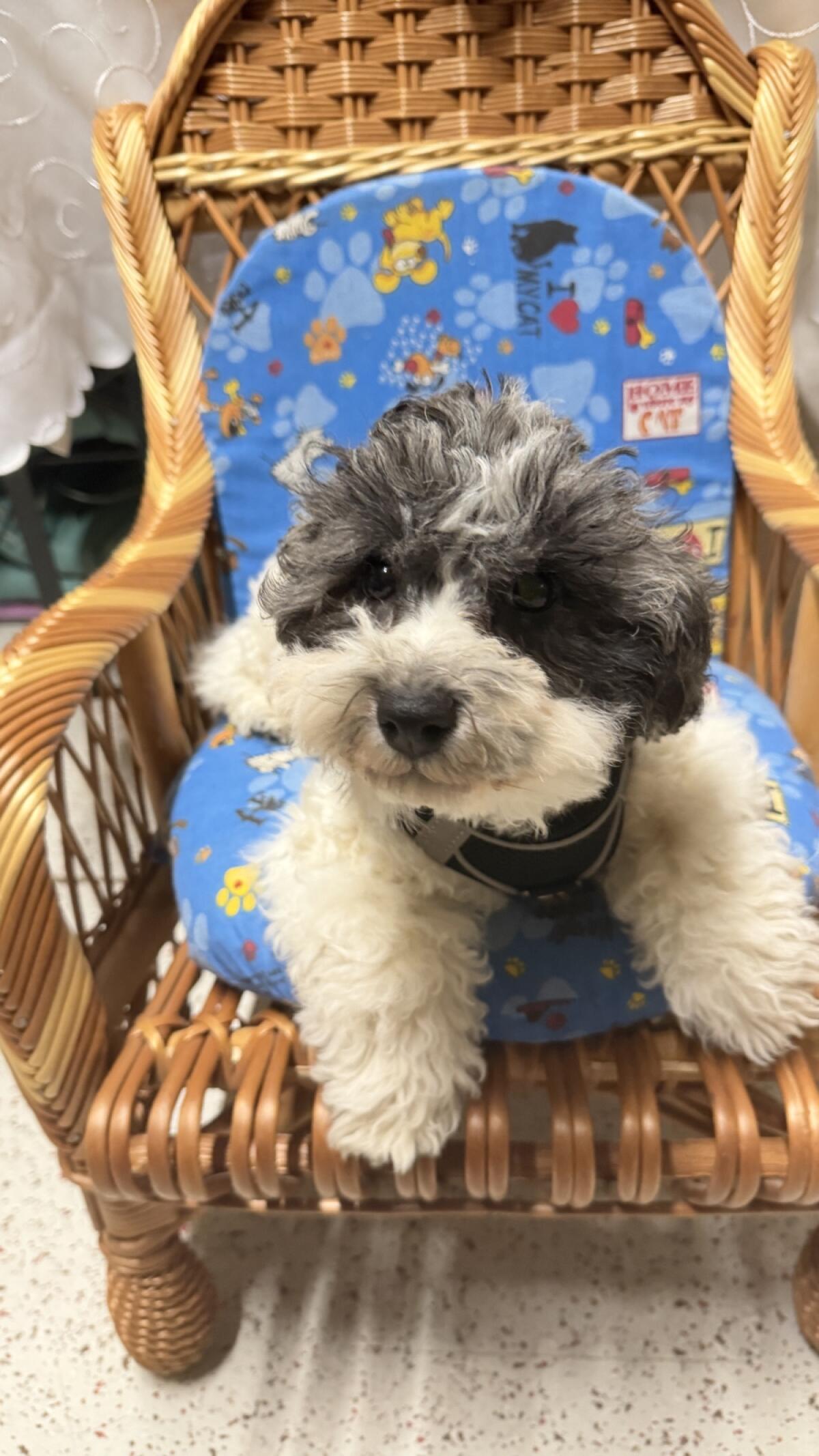 Bichonpoo (Bichon Frise mit Zwergpudel) 2