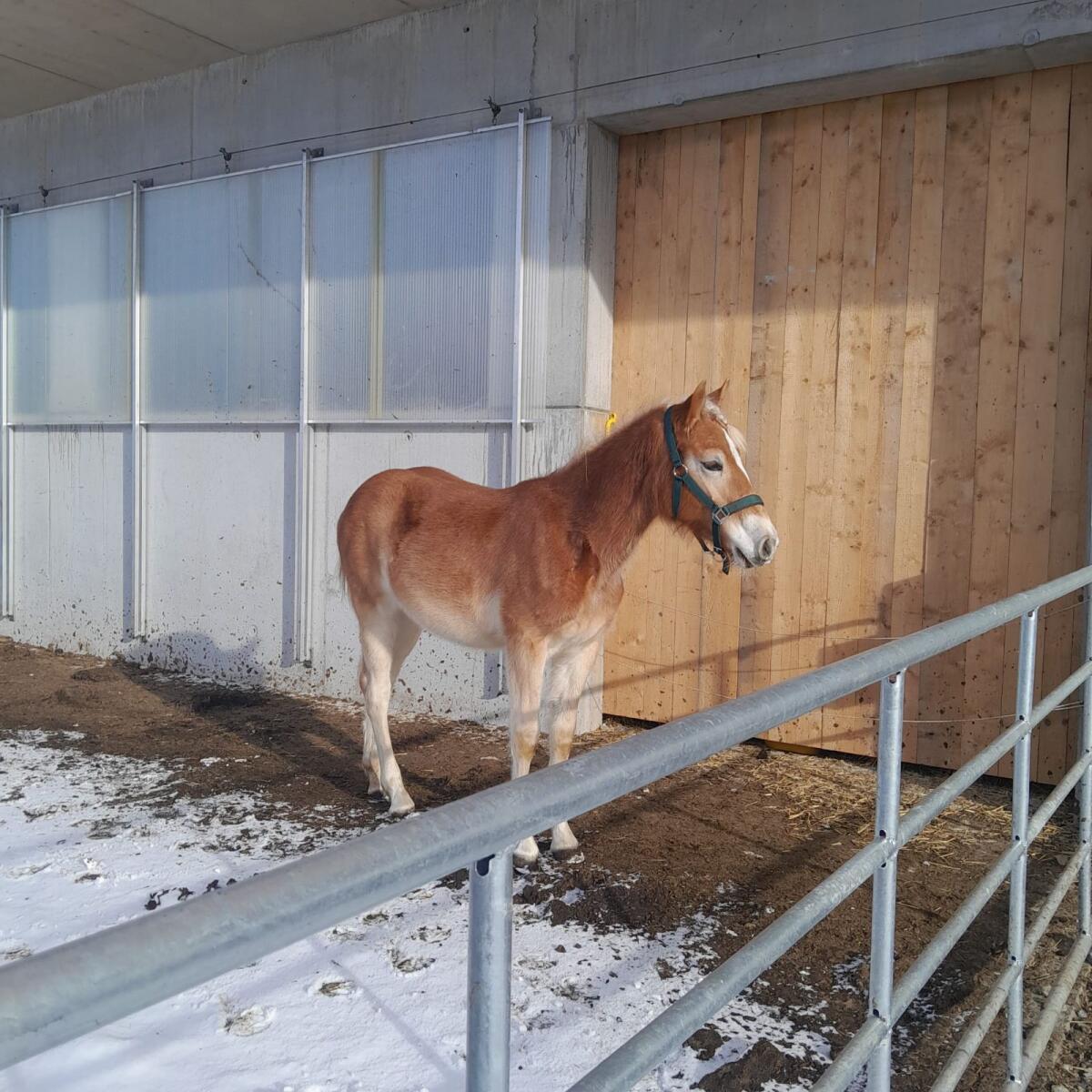 Haflinger Fohlen 2