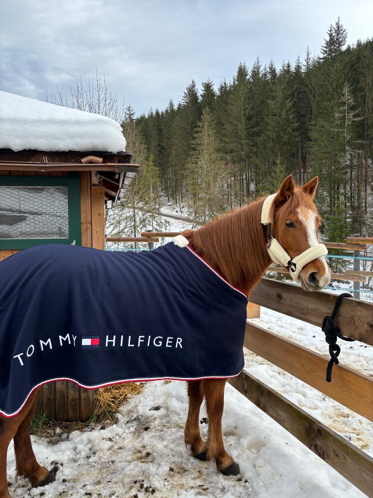 Deutsches Reitpony 2