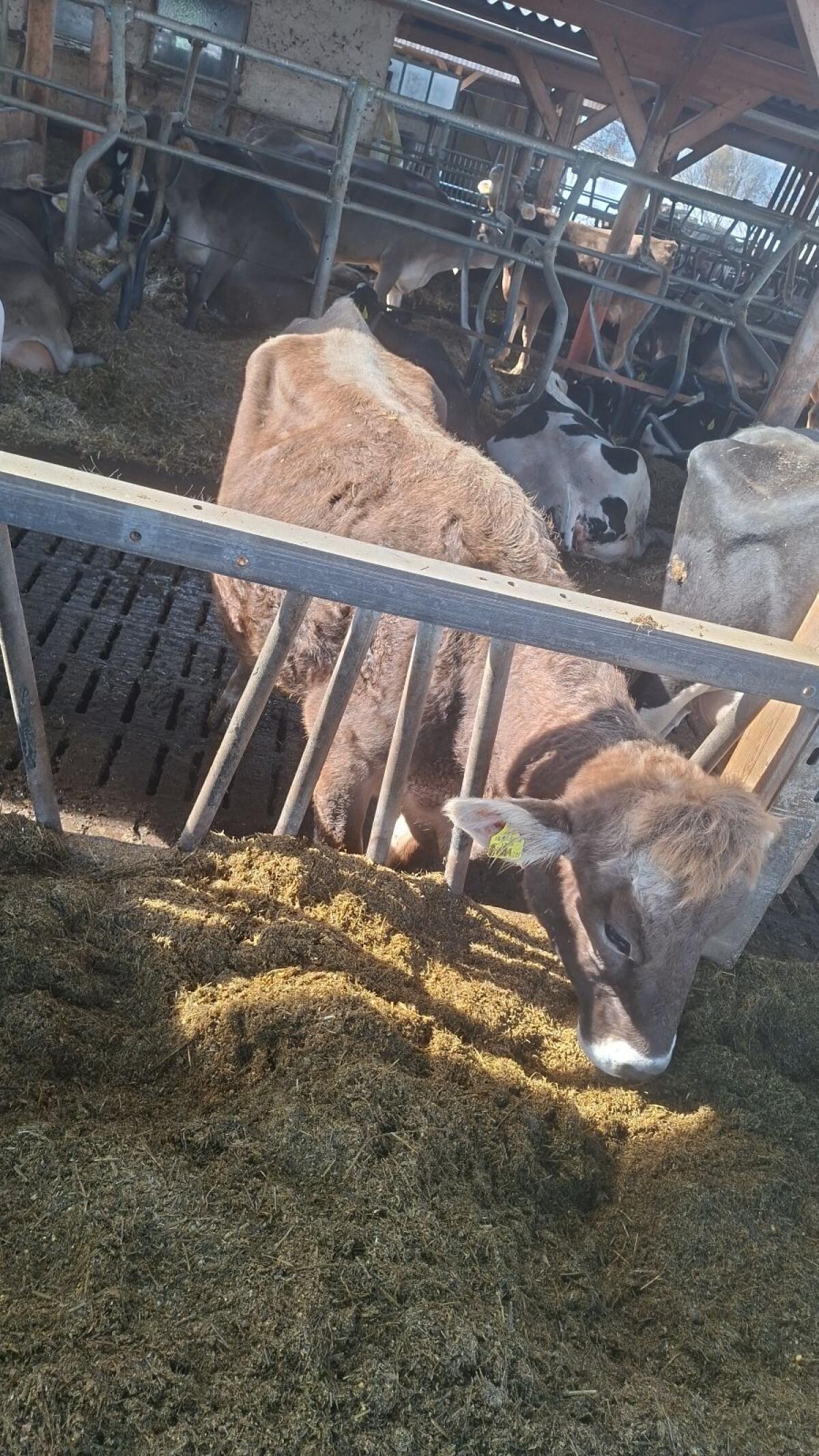 Braunvieh Erstlingskuh trächtig 2