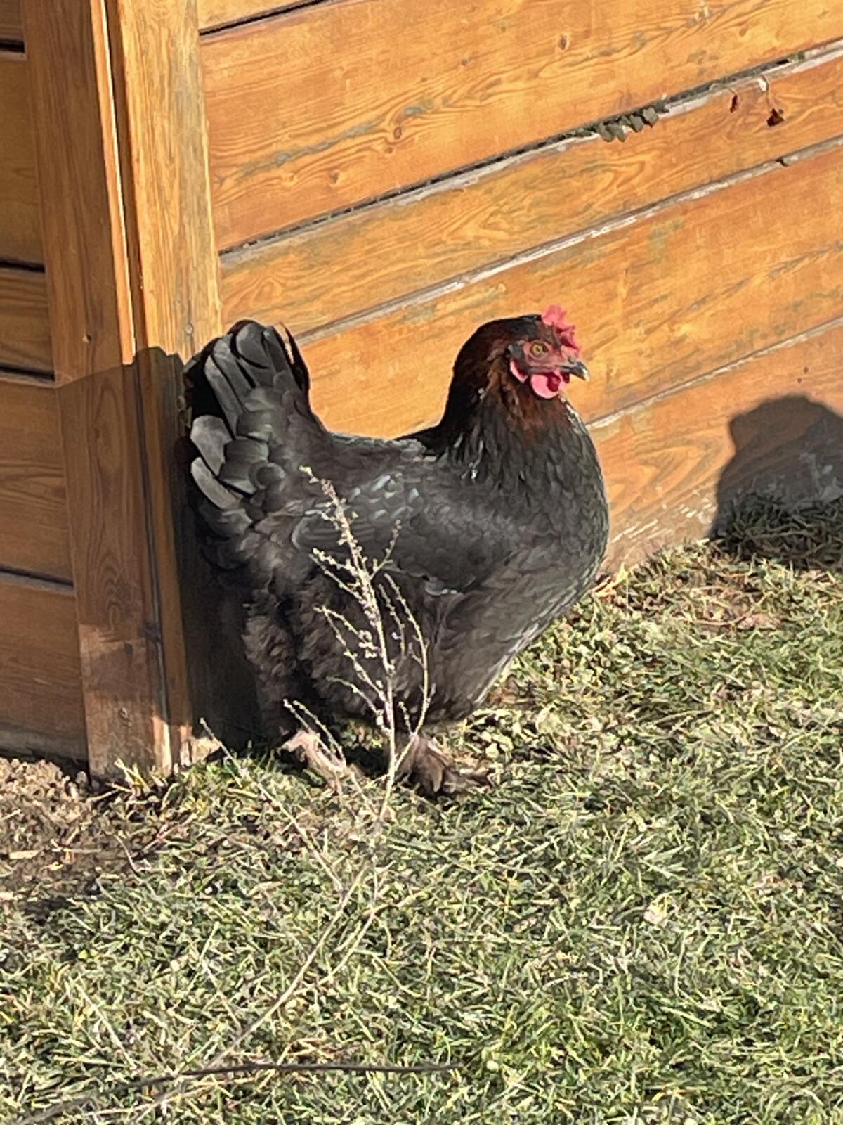 Bruteier Marans 2