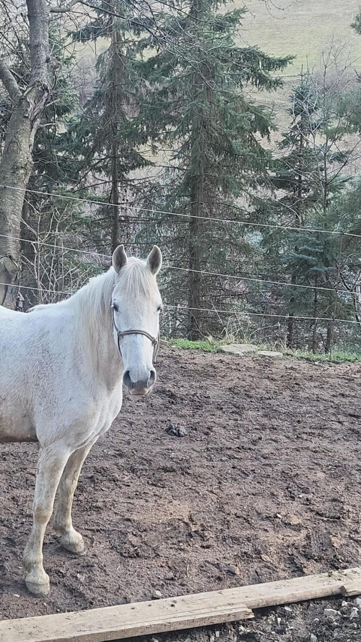 10j. Lipizzanerstute zum Selber-Ausbilden 3