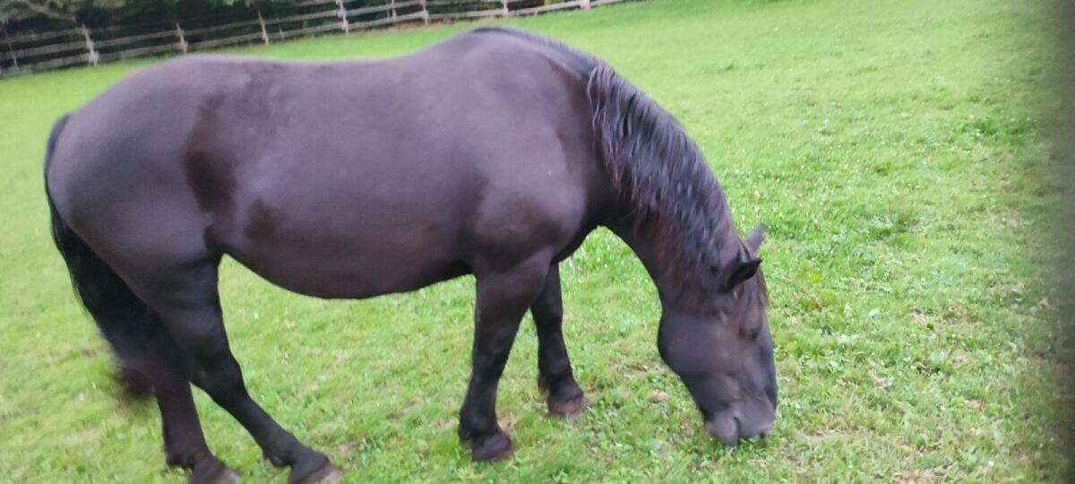 Gisella-Gisa Norika Stute 2