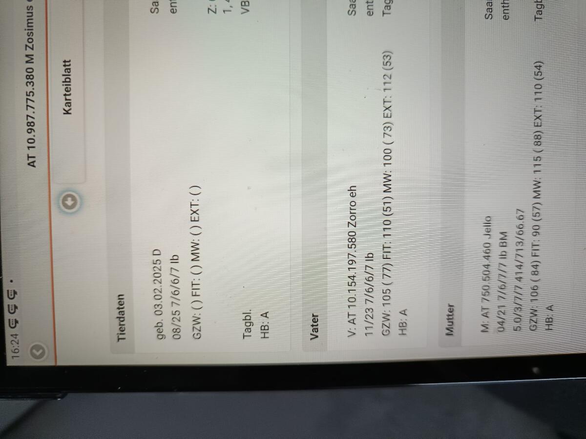 Zuchtbock Saanenbock Ziegenbock HB 3