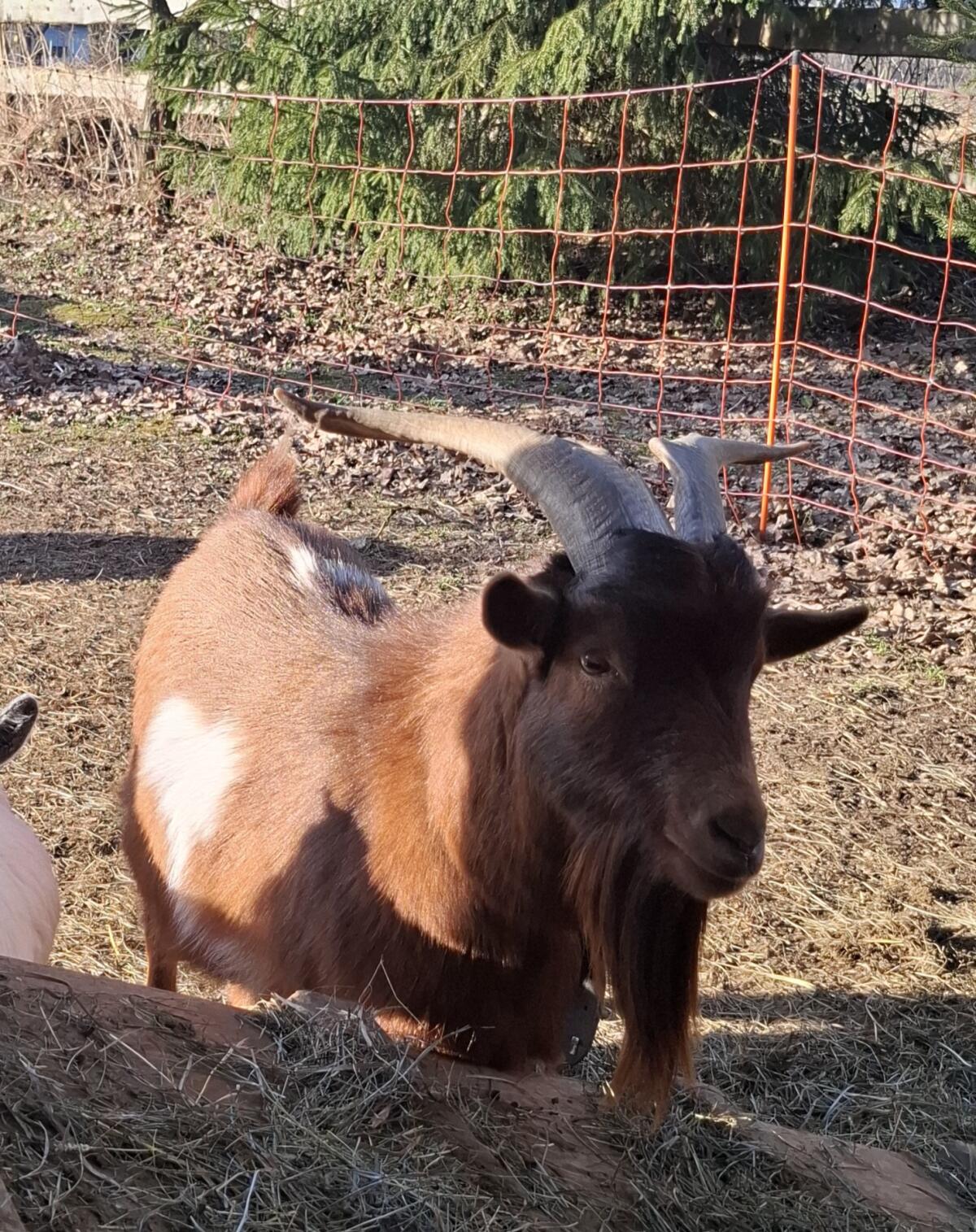 Kastrierter Ziegenbock 🐐 3