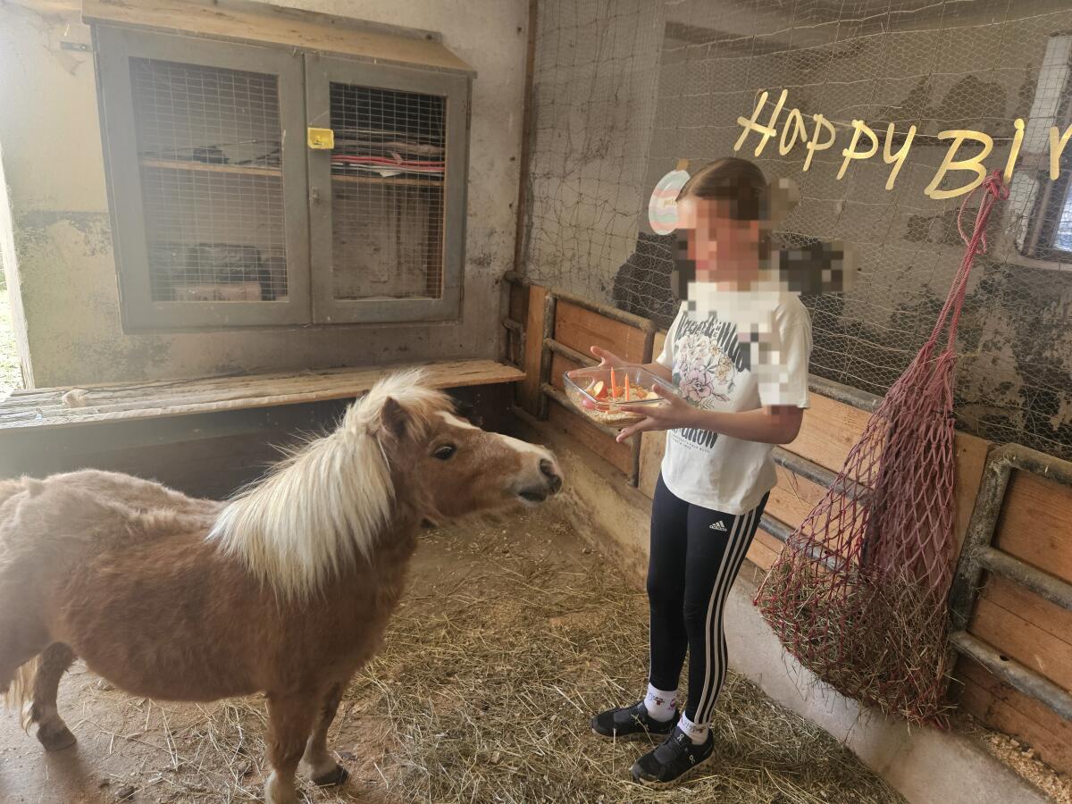 Miniaturpferde zu verkaufen 3