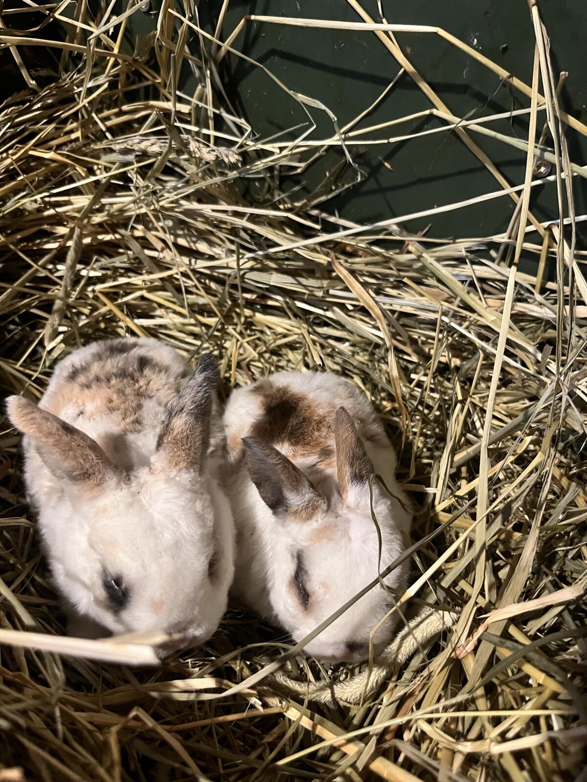 Zwergwidder, Zwerghase, Kaninchen, Rammler, Häsin 2