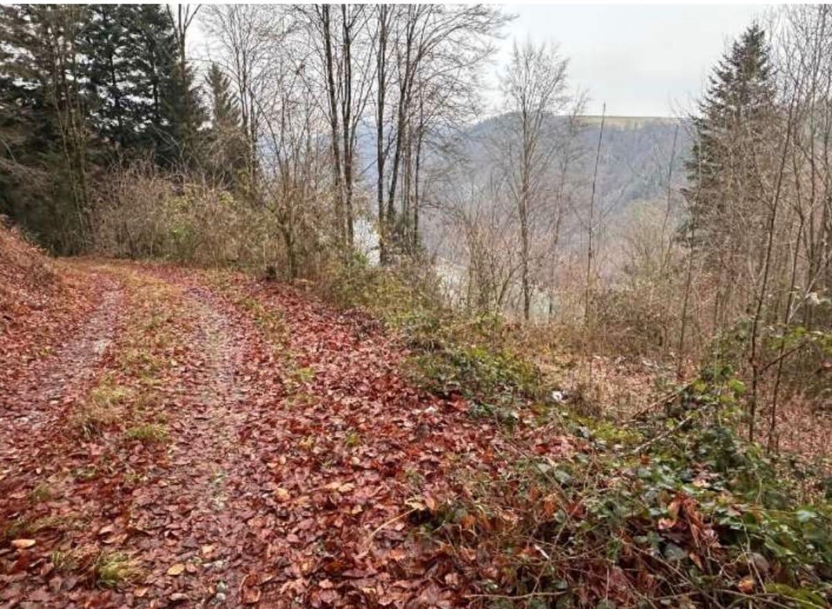 Wald in Haibach ob der Donau "Guglzipfer Donauleithen" 2