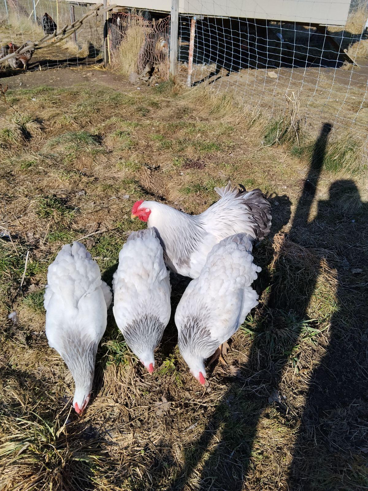 Wyandotten 3